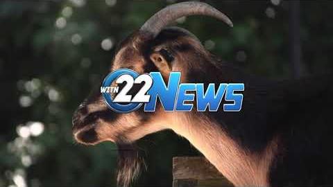 WITN 22 News | Brandywine Zoo Adds Mixed Species Exhibit