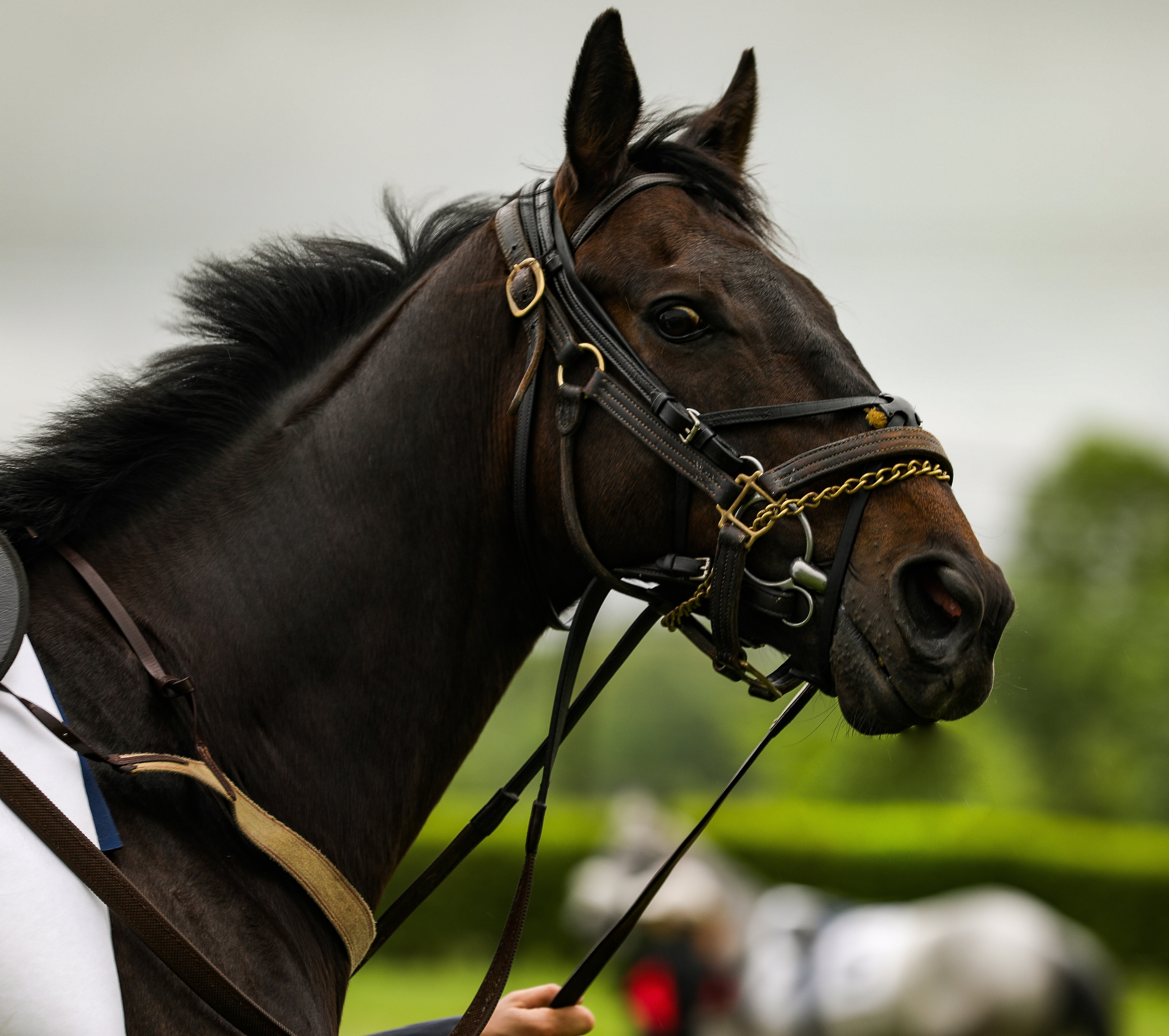 Winterthur Museum, Garden & Library for the 41st Annual Point-to-Point 